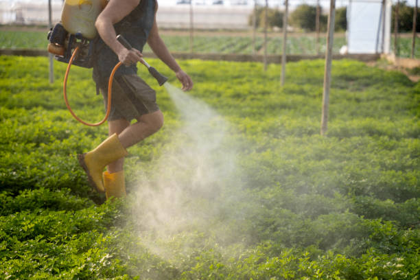 Best Pest Prevention Services  in Homestead Valley, CA