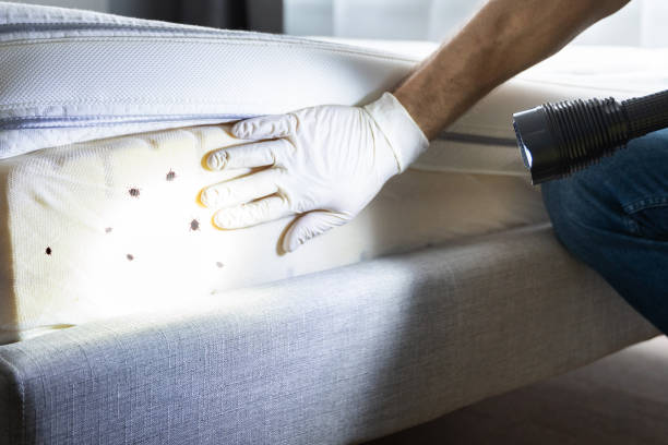 Best Ant Control Services  in Homestead Valley, CA