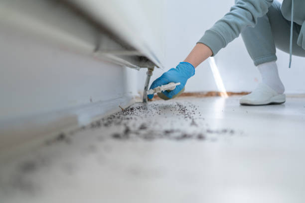 Best Pest Control Near Me  in Homestead Valley, CA